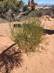 Ephedra viridis