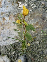 Chamaecrista fasciculata