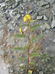 Chamaecrista fasciculata