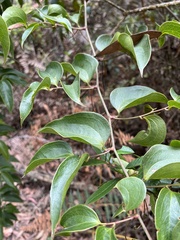Smilax domingensis