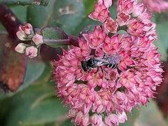 Lasioglossum coriaceum