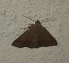 Zanclognatha lunalis