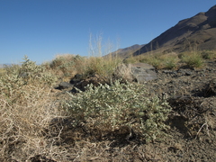 Atriplex parryi