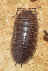 Porcellio laevis