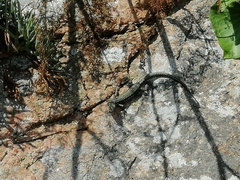 Podarcis muralis