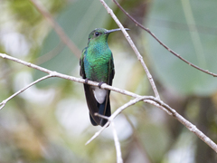 Chalybura buffonii
