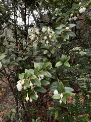 Gaultheria