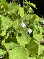 Oxalis trilliifolia