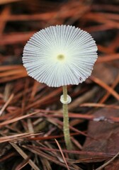 Leucocoprinus fragilissimus