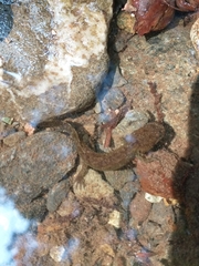 Dicamptodon tenebrosus