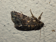 Callopistria latreillei