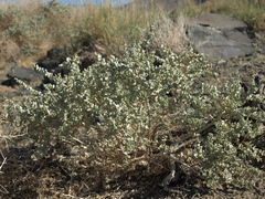 Atriplex parryi