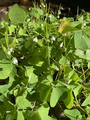 Oxalis trilliifolia