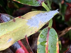 Prociphilus tessellatus