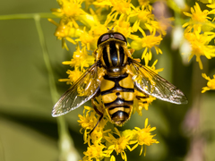 Helophilus fasciatus