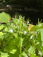 Oxalis trilliifolia