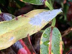 Prociphilus tessellatus