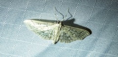 Herpetogramma aeglealis