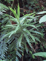 Dracaena angustifolia
