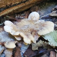Lentinellus