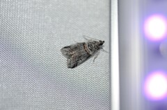 Acrobasis tricolorella