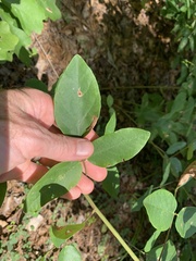 Desmodium laevigatum