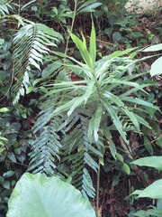 Dracaena angustifolia