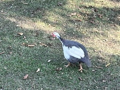 Numida meleagris domesticus