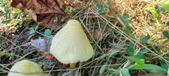 Leucocoprinus birnbaumii