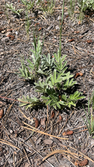 Potentilla hippiana