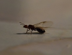 Crematogaster scutellaris