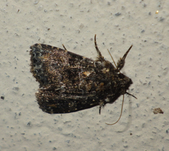 Callopistria latreillei
