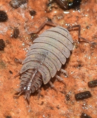 Porcellionides sexfasciatus
