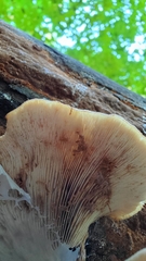 Lentinellus