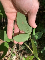Desmodium laevigatum