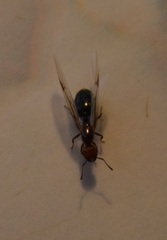 Crematogaster scutellaris