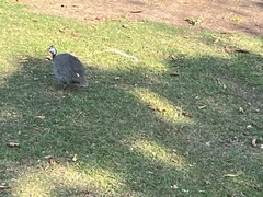 Numida meleagris domesticus