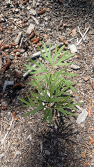 Pulsatilla