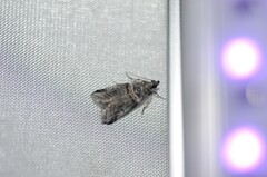 Acrobasis tricolorella