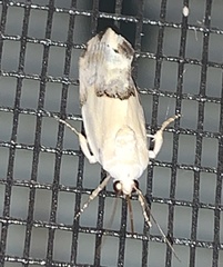 Ponometia elegantula