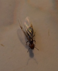 Crematogaster scutellaris