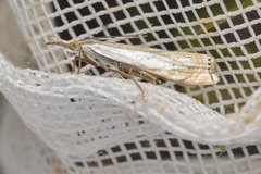 Crambus