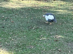 Numida meleagris domesticus