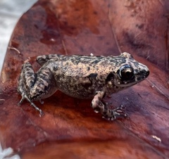 Eleutherodactylus planirostris