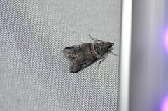 Acrobasis tricolorella