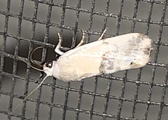 Ponometia elegantula