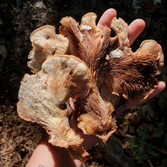 Lentinellus