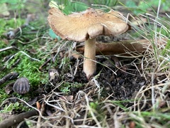 Cortinarius distans