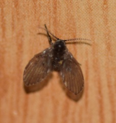 Clogmia