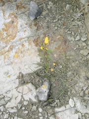 Chamaecrista fasciculata